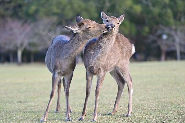 じゃれ合う鹿